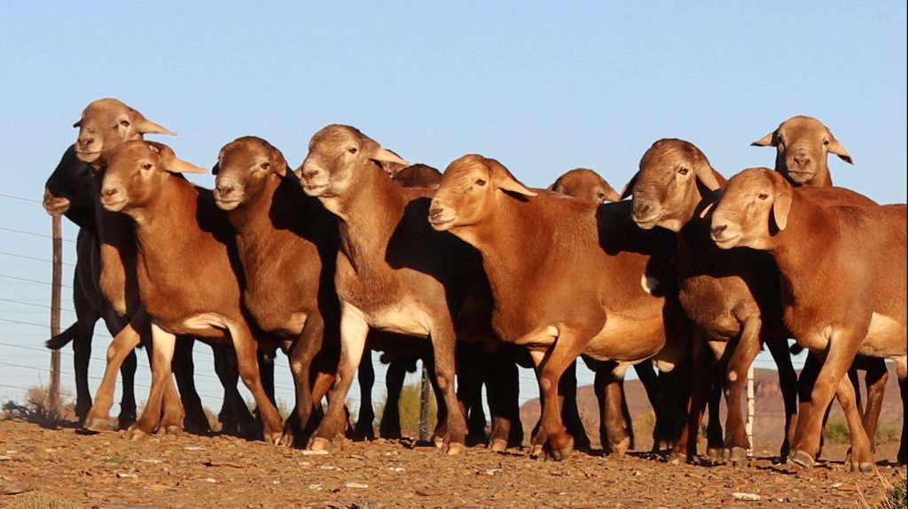 Meatmaster SA